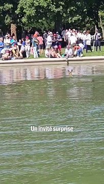 Pendant une épreuve d'équitation, un chevreuil atterri dans un bassin du château de Versailles