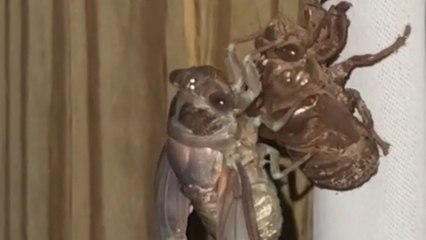 Remarkable emergence of Cicada captured in stunning porch footage