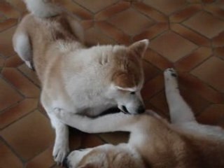 akita inu calins
