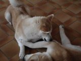 akita inu calins