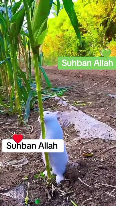 Suhban Allah ❤️❤️❤ suhban Allah 