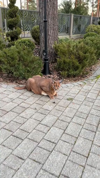 Pumba King first video
