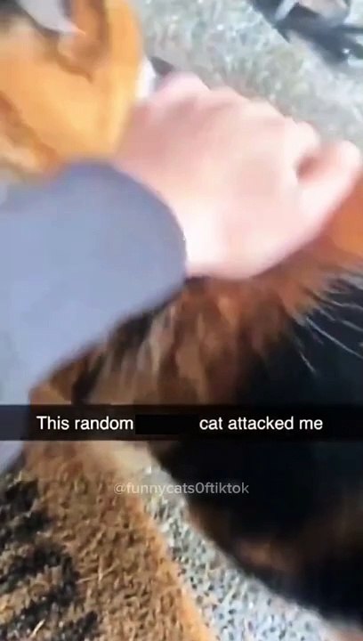 Funny cat videos