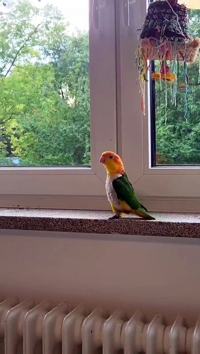 Pet
