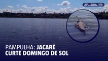 Jacaré curte ‘domingo de folga’ tomando sol na Pampulha