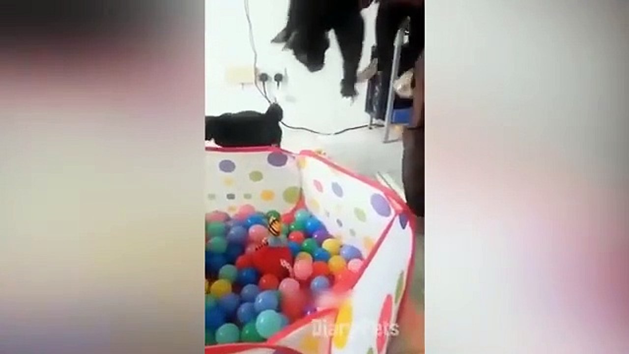 Funny cats