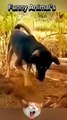 Funny_Animals_#animals_#dog_#cat_#viral_#shorts