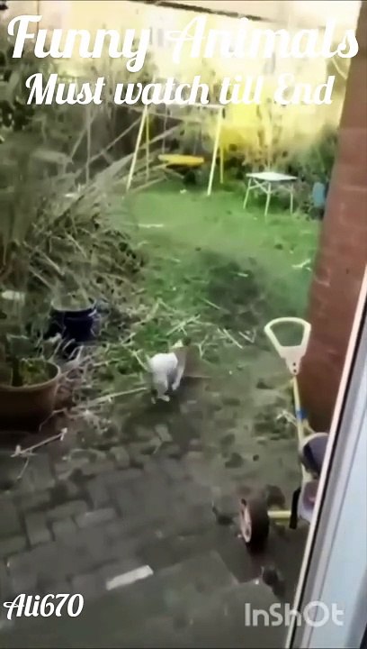 Funny Animal