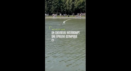 Un chevreuil interrompt une épreuve olympique au château de Versailles