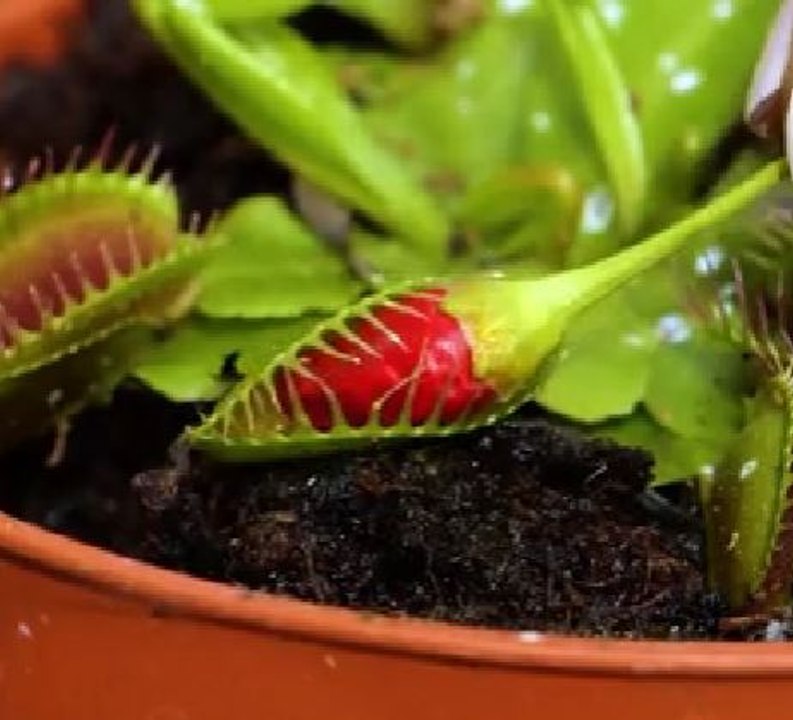 Genius planting hacks to please your inner gardener!