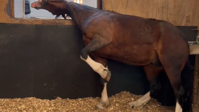 Clever pony scratches multiple itches using a windowsill and its own leg