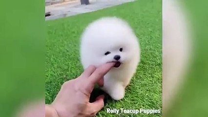 Cute Pomeranian Puppies Videos Compilation 2024
