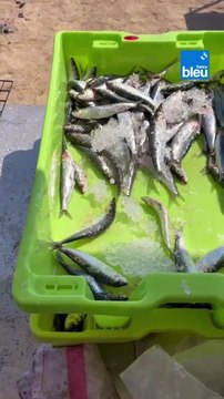 La fête de la sardine à Saint-Gilles-Croix-de-Vie