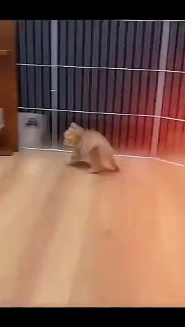 ⁣Cat #cat #viralcat #funnycat