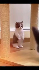 Cat #cat #viralcat #funnycat