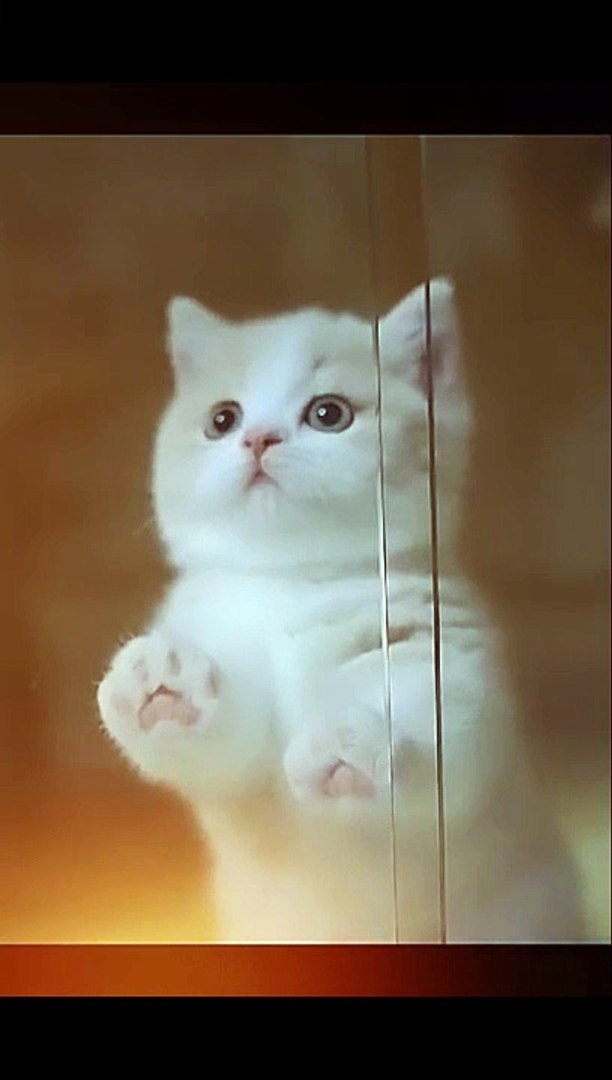 ⁣Cat #cat #viralcat #funnycat