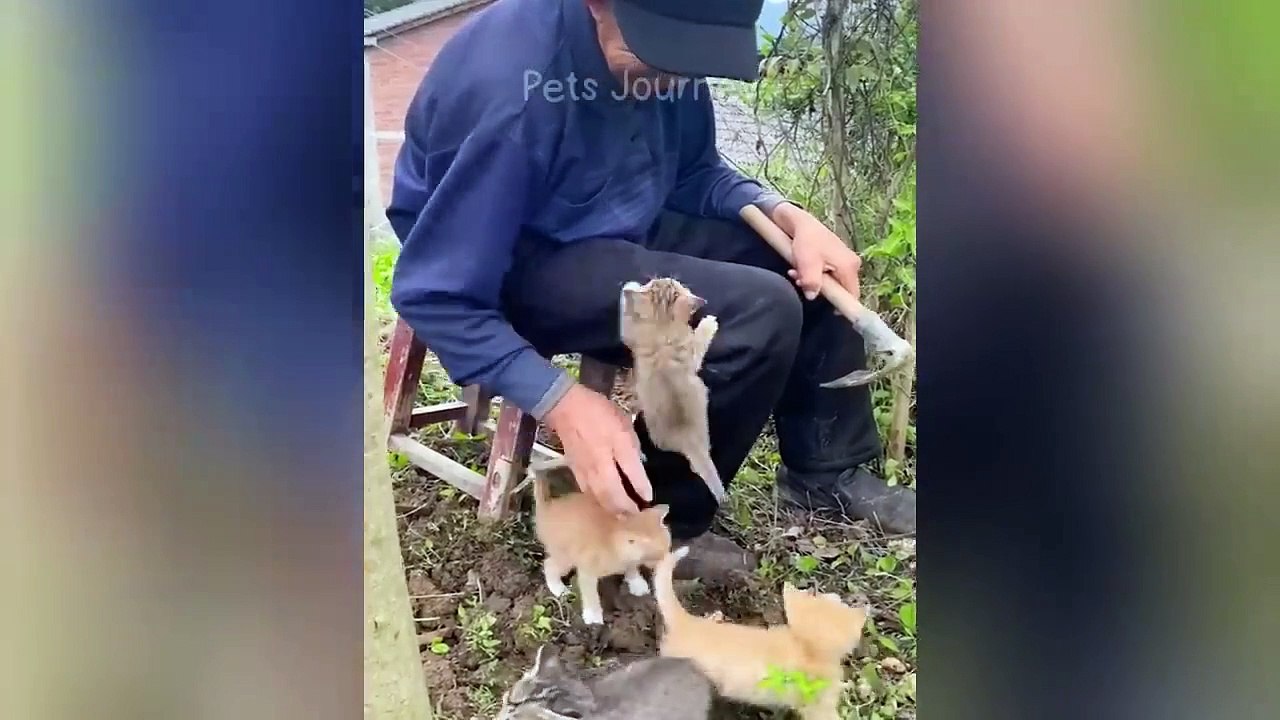 New Funny Animals 2024  Funniest Cats and Dogs Videos  -(720p)