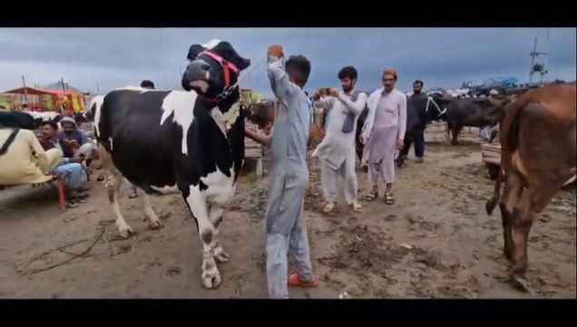 Malumor Cow Mandi Jhang | Australian Friesian Jersey Cow In Pakistan And India