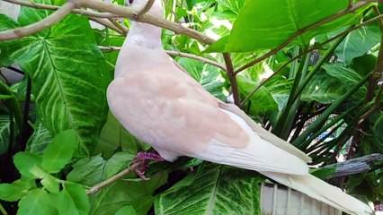 Beautiful Dove Chicks