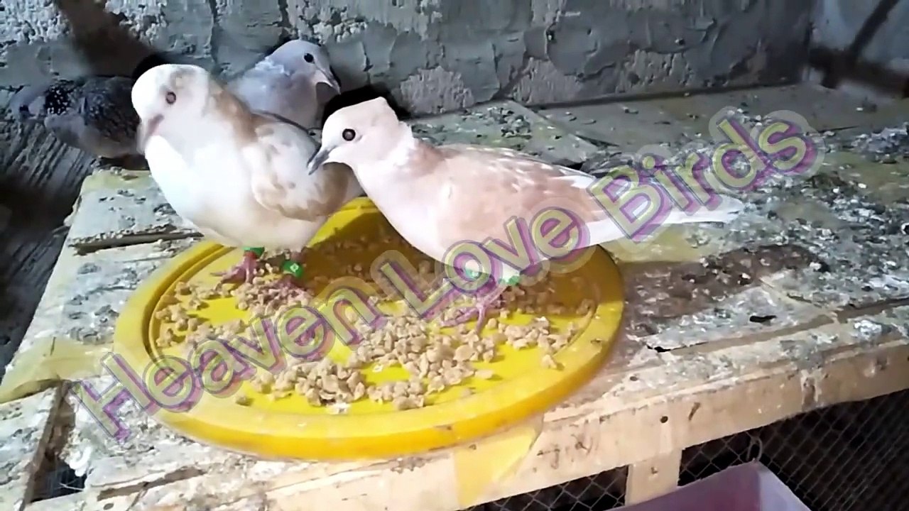 Beautiful Doves