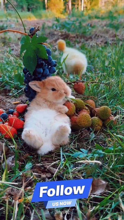 Cute & lovely  Rabbit