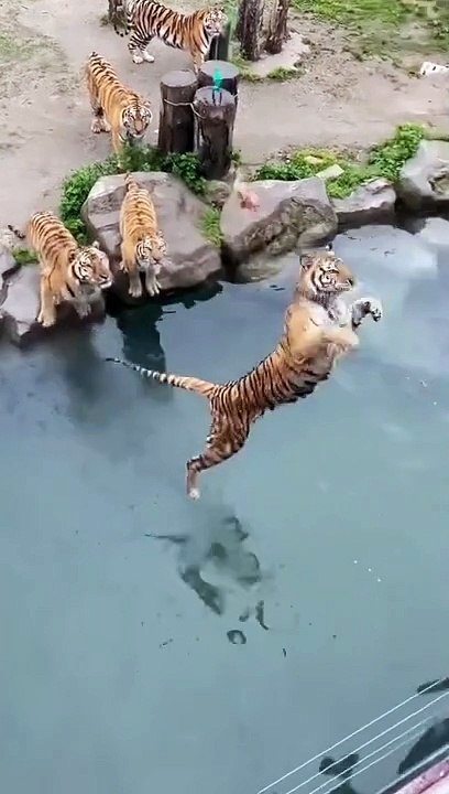 Tiger catch the meat 