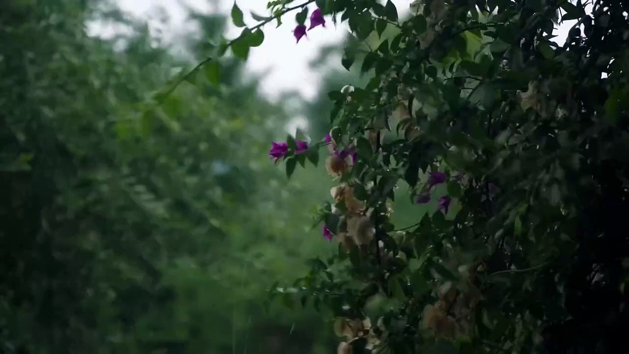 Perfect Rain Sounds For Sleeping And Relaxing - Rain And Thunder Sounds For Deep Sleep, ASMR