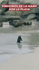 El vídeo más romántico de un pingüino con su pareja