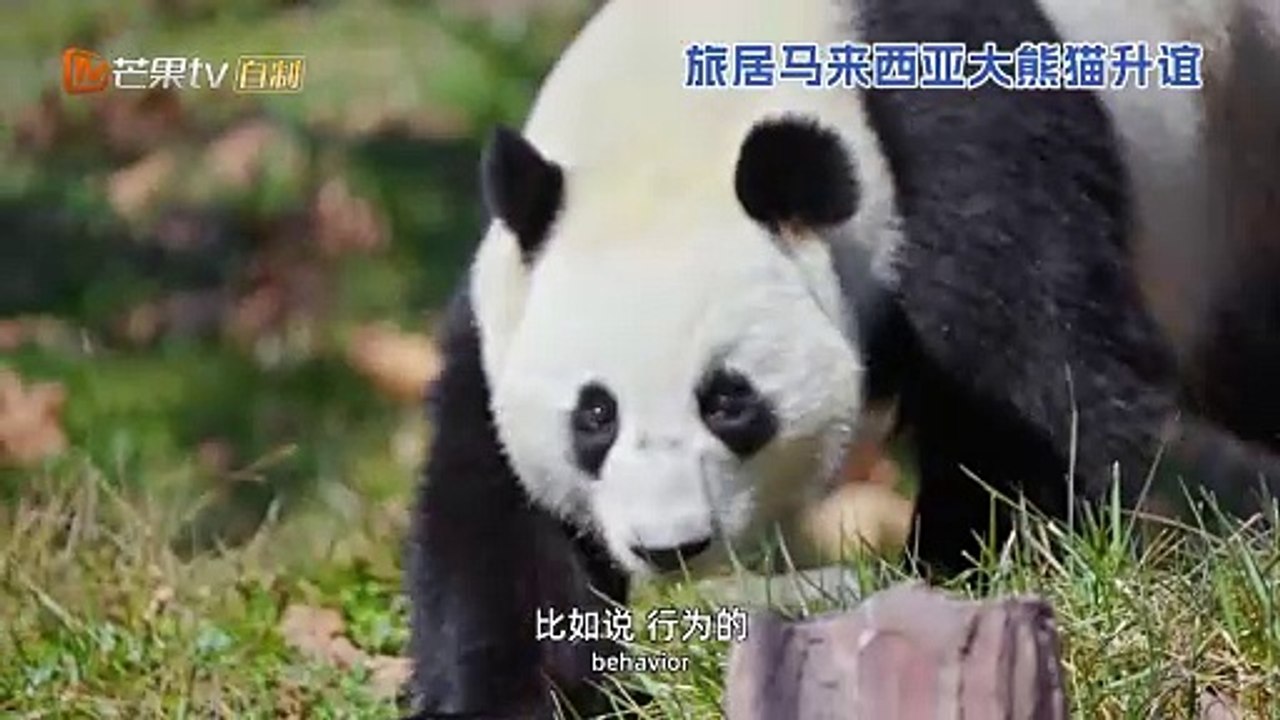 熊猫叙事_第20集