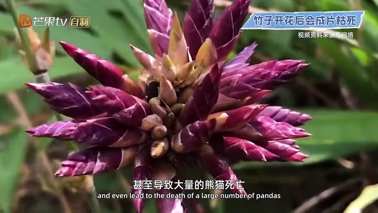 熊猫叙事_第19集