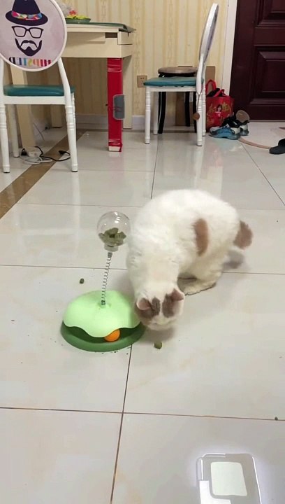 Cat toy
