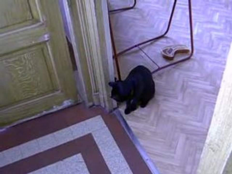 Chat et chien_0001