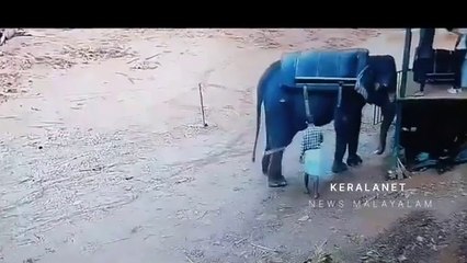 Munnar elephant attack full video padaya_2