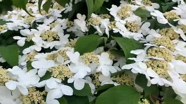 flowers,organic flowers,organic gardening,flower,organic new flower