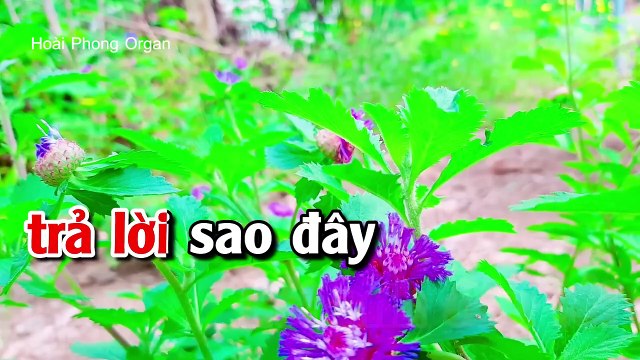 Karaoke Hạnh Phúc Quanh Đây Tone Nữ (Em) Nhạc Sống Phối Mới - Hoài Phong Organ