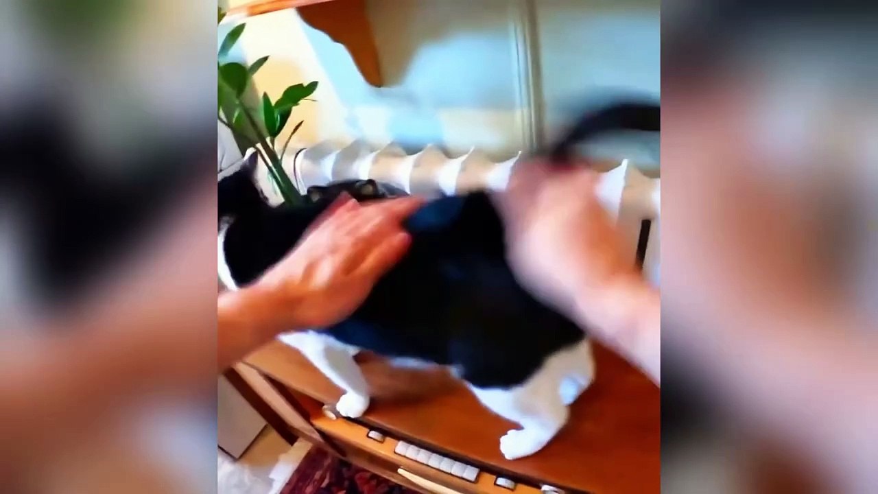  Funiest Craziest Cats Video  #cat #funnycats #catvideos