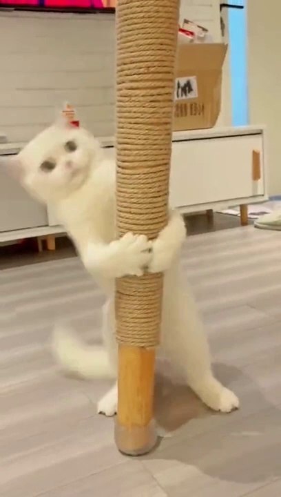 Cat memes 
