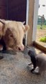 Highland Cow and Kitten Meet Each Other for First Time