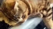 Funny animals - Funny cats dogs
