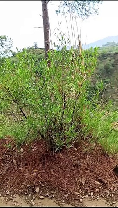 natural beauty hilly area forest area