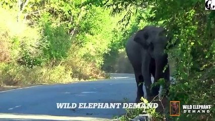 Elephant comes out public place