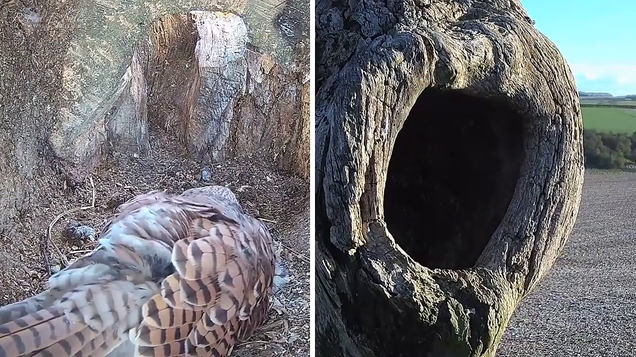 Kestrel vs Jackdaw - Brutal Fight To Defend 6 Kestrel Bird Eggs  Mr & Mrs Kes  Robert E Fuller