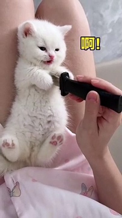 Cute white cat