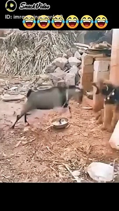 Funny video