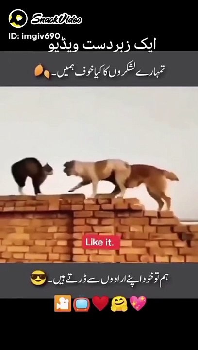 Funny video