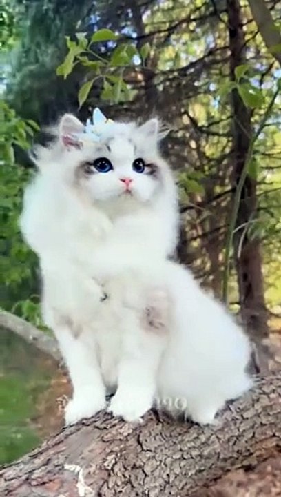 Amazing cat video beautiful cat