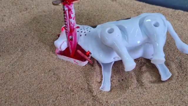 Wadidau Proses potong sapi !! SIMOLASI POTONG SAPI QURBANI IDUL IDHA.