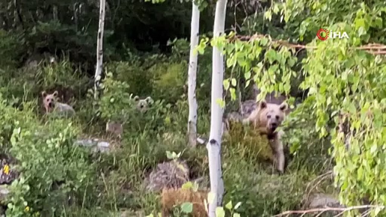 Piknikçilerin sofrasını ayılar bastı