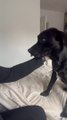 Labrador Gets Confused Seeing Owner Wear Face Mask