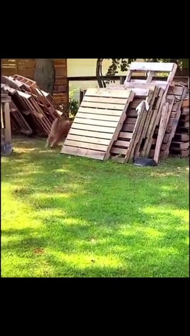 Funny videos #animals #pets #cute #funny